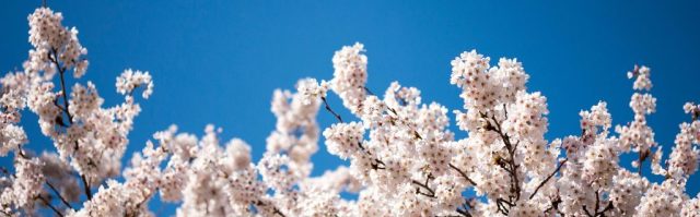 Cherry blossoms on the UW Quad. Photo by Katherine B. Turner/ UW