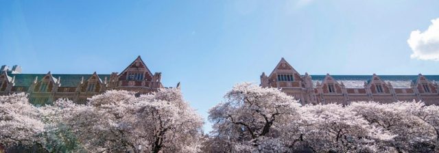 Cherry blossoms on the UW campus.